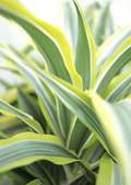 aa